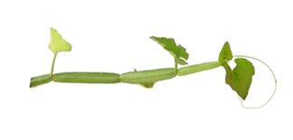 Cissus quadrangularis,Veld grape,Cissus quadrangularis,Pirandai,Veldt grape,Adamant Creeper, Devil's Backbone,winged treebine , adamant creeper,horjora, Asthisamharaka,Veldt grape