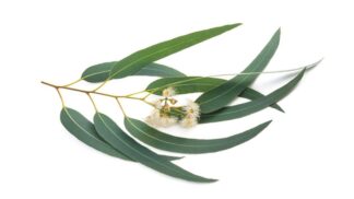 gum tree, mallee, box, ironbark, stringybark, ash,gum tree, mallee, box, ironbark, stringybark, ash,