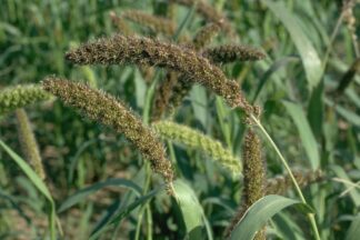 Setaria italica, Kangni , Navane , Kaon , Thina Kakum , Navane , Kang , Kaon , Kangni , Korralu, Thina, Kang , Thinai , Dwarf setaria, Foxtail bristle grass, Giant setaria, Green foxtail, Italian millet, German millet, Hungarian millet, Kangni, Kakum, Rala Thinai, Korra, Navane, Thina Kang, Rala, Kaon, Kanghu, Kangam, Kora