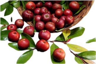 Punarpuli,Punarpuli,Vrikshamla ,Kokam, Komal, Vishambila, Amlaveta ,Kokam, Ratamba, Bheranda, Bhirand , Birondd, Ratambi, Birondi ,Punampuli, Kaatampi ,Amsel, Ratainbasal, Brindoesiro ,Mahada ,Kokam, Ratamba, Kokambel, Birandel ,Murgal, Puli ,Chinta , Prangso-arong ,Brindonia Tallow Tree,Indian Gamboge, Kokam Butter, Mangosteen oil tree, Wild mangosteen ,Kokum