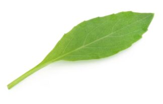 Gynura procumbens,Sambung Nyawa, Sabuñgai,Longevity Greens, Moluccan spinach, Leaves of the Gods,Bai Bing Cao,100 ailments,Akar,Daun Dewa,Mollucan Spinach,Scrambling Gynura,Cholesterol Spinach,Gynura