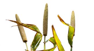 dukna, cumbu, gero, sanio, kambu, babala, bulrush millet
