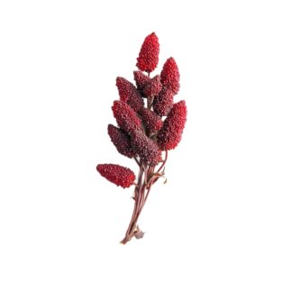 Rhus chinensis Mill.
