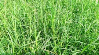 arugampul, arugampul Bermuda Grass, Bahama grass, Bermuda Grass, couch grass, crab grass, Cynodon dactylon, devil's grass, Dhoob, dog grass, dog's tooth grass, doob grass, dubo, dūrvā grass, ethana grass, grama, Indian doab, Indian doab grass, Scutch grass, wiregrass, wiregrass and scutch grass. Yes No