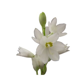 Chlorophytum tuberosum is commonly known as Safed Musli in Hindi, and in some regions, it may also be called Kuli or Kowli. Additionally, it's referred to as Veluttanilappana in Malayalam, Vipuruthi in Tamil, and Sarala Padaga in Telugu. Other names include Dravanti in Kannada, Seto Muslee in Nepali, and Musli in Sanskrit.