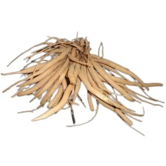 Traditional Uses and Benefits: Female Reproductive Health: Shatavari is traditionally used to support female reproductive health, including menstrual irregularities, and is believed to be a uterine tonic. Lactation: It is often used to promote milk production in nursing mothers. General Well-being: Shatavari is considered a rasayana, or rejuvenative herb, and is believed to enhance immunity, reduce aging, and improve mental function and vitality. Digestive Health: It is also used to aid digestion and may help with dyspepsia. Nervous System: Shatavari is known for its calming effect on the nervous system and is used in Ayurvedic practice for nervous disorders.