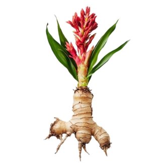 curcuma zedoaria