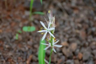 Safed Moosli, Indian Spider plant, Land Calotrops, Asparagus adscendens, Dholi Musli, Swetha Musli, Taniravi Thang, Khiruva, , Shedheveli , Musli, Kuli , Kowli,Veluttanilappana,Vipuruthi,Sarala Padaga ,Dravanti,Seto Muslee