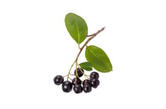 aronia melanocarpa