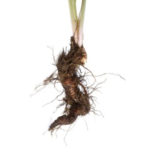 Scientific name: Actaea racemosa