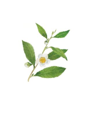 Camellia sinensis