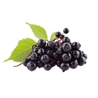 elderberry