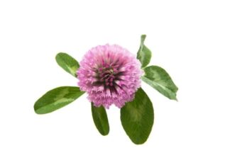 Trifolium pratense