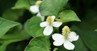 Houttuynia cordata