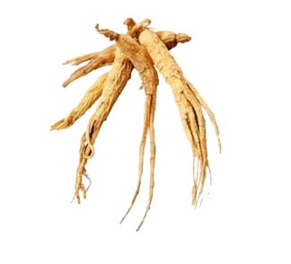 hebanthe eriantha root