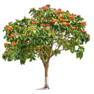 https://agasthiyaorganics.in/wp-admin/post.php?post=15986&action=edit#:~:text=ATTACHMENT%20DETAILS-,Ashoka%2Dbark%2Dpowder,-.jpg