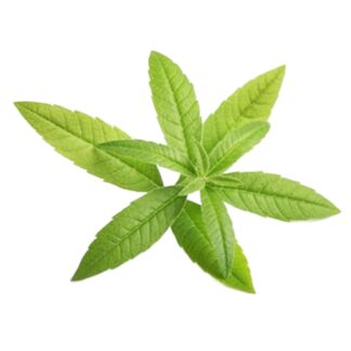 Lemon Verbena