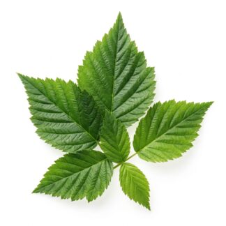Rubus idaeus uses and benefits