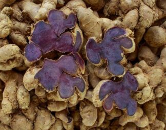 Thai Ginseng, Thai Black Ginger, Krachai Dum