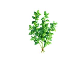 thyme