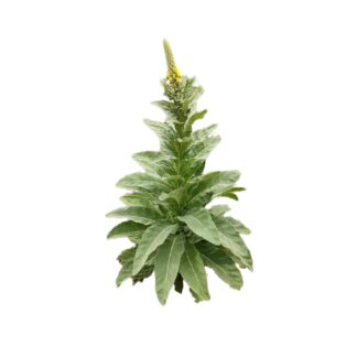 mullein