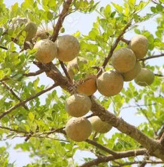 Bael, Bilva, Bengal quince, golden apple, Japanese bitter orange, stone apple,wood apple,Marendu, Bilvapandu,Vilvam,Bilva patre