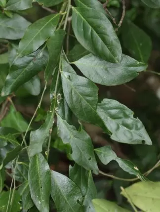 Capparis zeylanica