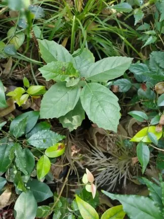 Cordia obliqua