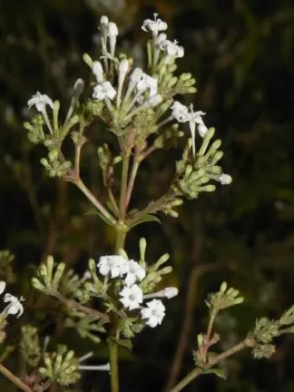 Spermadictyon suaveolens
