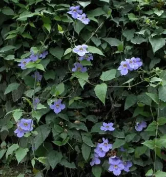 Thunbergia grandiflora