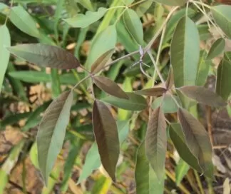VItex negundo