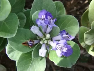 Vitex rotundi