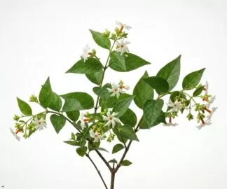 Nyctanthes arbor-tristis uses and benefits