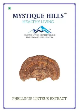 Phellinus linteus mushroom