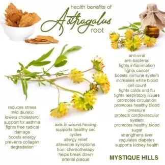 astragalus root benefits