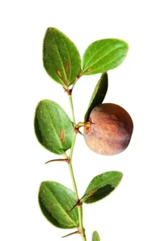 JUJUBE Leaves