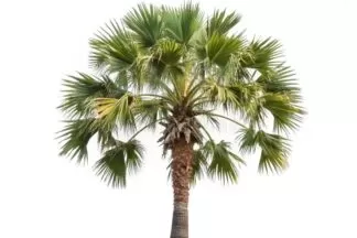 doub palm, tala palm, toddy palm, lontar palm, wine palm, ice apple,palmyra palm,African palmyra palm, Rônier
