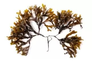 Sea Kelp uses and benefits