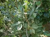 Aglaia elaeagnoidea