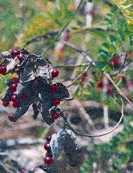 Abrus Precatorius