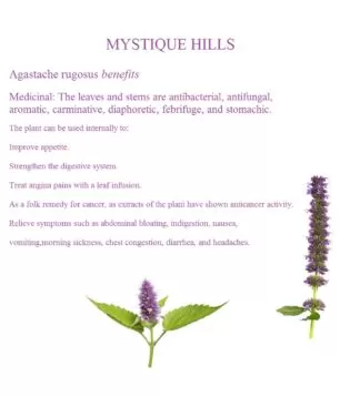 Agastache Rugosus benefits