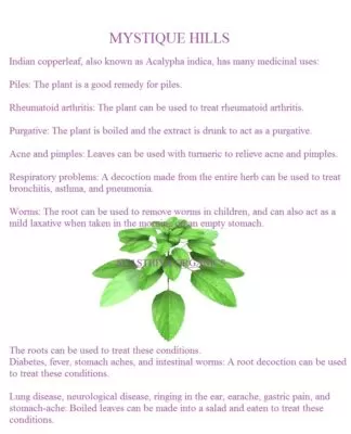 Indian Copperleaf uses and benefits