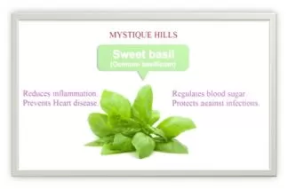 Sweet Basil uses and benefits