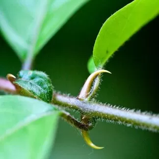 Uncaria tomentosa