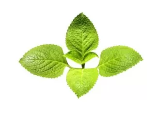 Coleus amboinicus