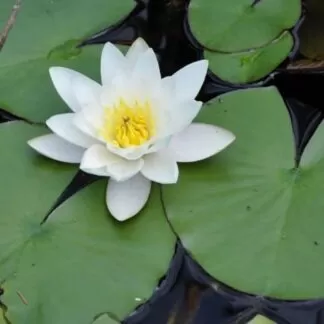 White lotus, particularly its oil and extracts, are used for various purposes, including skincare, aromatherapy, and traditional medicine, with potential benefits ranging from promoting relaxation and reducing stress to improving skin health and aiding digestion