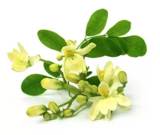 Moringa oleifera plays an important role in protecting the liver from damage, oxidation and toxicity due to the high concentrations of polyphenols in its leaves and flowers. Moringa oleifera oil can also restore liver enzymes to normal levels, reducing oxidative stress and increasing protein content in the liver.