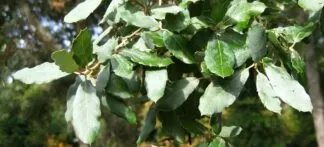 Quercus suber