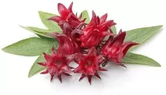 Scientific name: Hibiscus sabdariffa United States: Florida cranberry, Jamaica sorrel Spanish-speaking regions: Saril, flor de Jamaica English-speaking Caribbean: Sorrel French West Indies: Groseille-pays, Gwozey-péi Brazil: Vinagreira, caruru-azedo Africa: Bissap, wonjo, foléré, dabileni, tsobo, zobo, siiloo, or soborodo Egypt: Karkade Other common names: Indian Sorrel, Red Sorrell, Rosella, Karkadi, Lemon bush, Natal roselle, Queensland jelly plant, Roselle hemp, Sour-sour, Zobo Indian Subcontinent: Mesta, Laal ambari, Patva, Gonguru, Seemi pundi, Pulichakeere