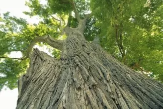 Slippery Elm